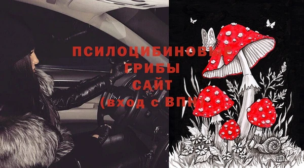 стаф Аркадак